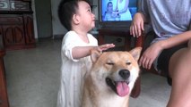 Sweet Shiba Inu Playing with Baby! Super Cute