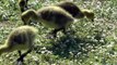 Baby geese feeding on the grass - Bébés oies mangeant de l'herbe (Ambient Classical)