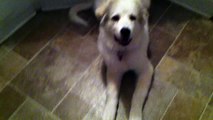 Training a 16 Week Old Great Pyrenees