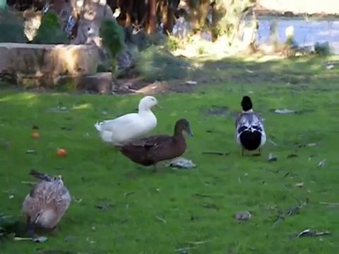 Vecchia fattoria: anatre germanate