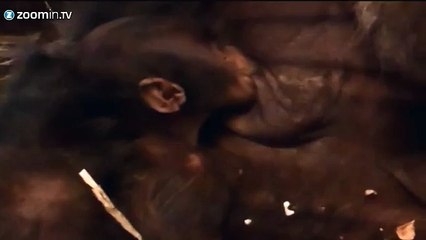 Breastfeeding baby gorilla in Gaia Zoo