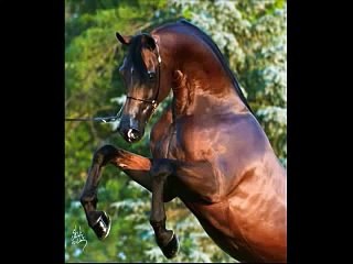 Arabian Horses 1