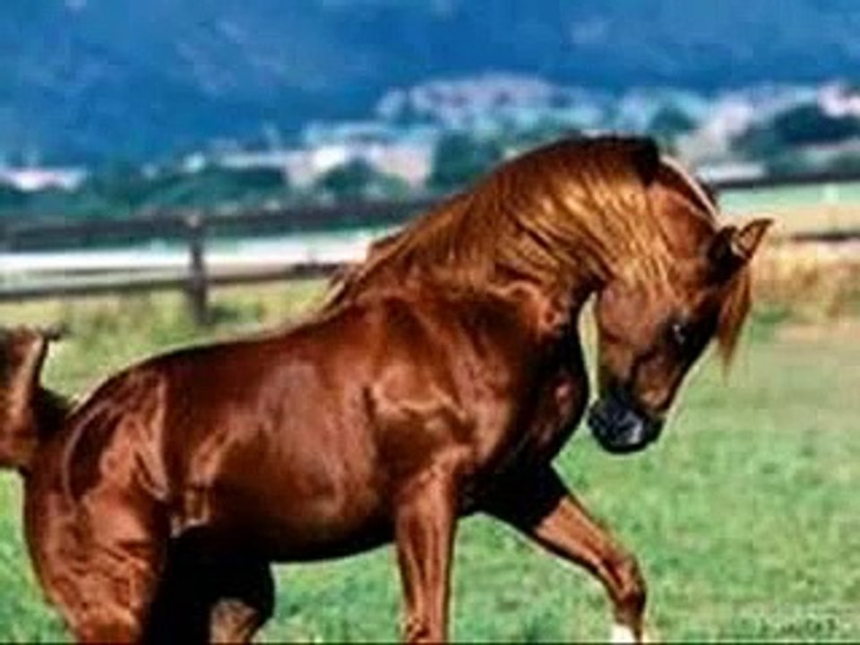 Arabian Horses 2