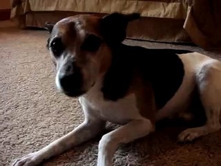 My sad little coughing dog...