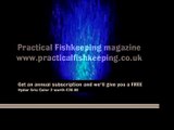 Practical Fishkeeping | Get a FREE Ario Color 2