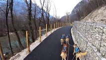 Sony HDR-AZ1 dog training