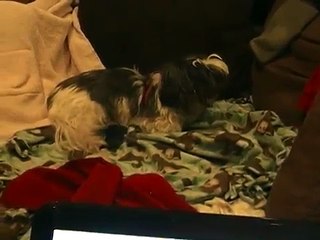 Dog in labor gives birth