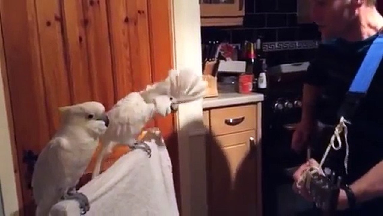 Des Cacatoès adorent Elvis