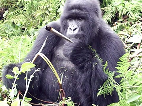 Exclusive: Gorilla 'Bokito' escaped from dutch zoo.