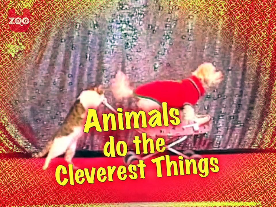 Talented Animals Compilation