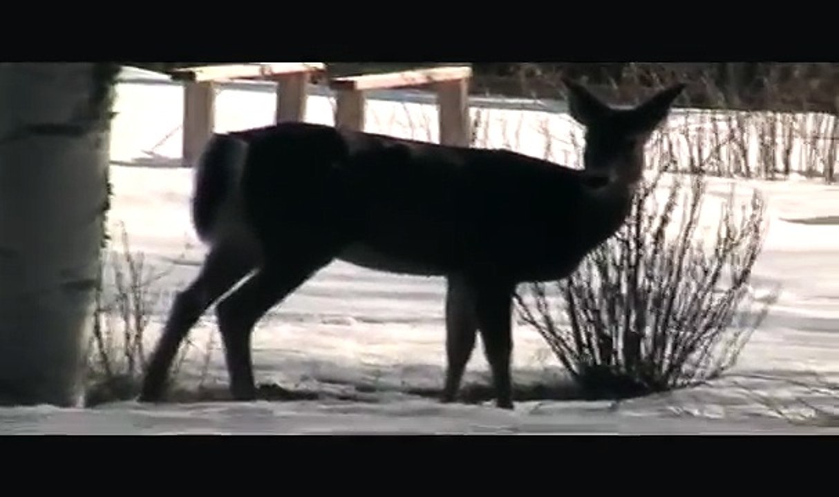 Red tabby cat scares away 4 deer