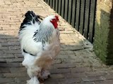 Brahma haan / Brahma rooster