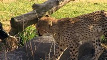 Savanna Cheetah Cub Chasing Max Puppy - Cincinnati Zoo