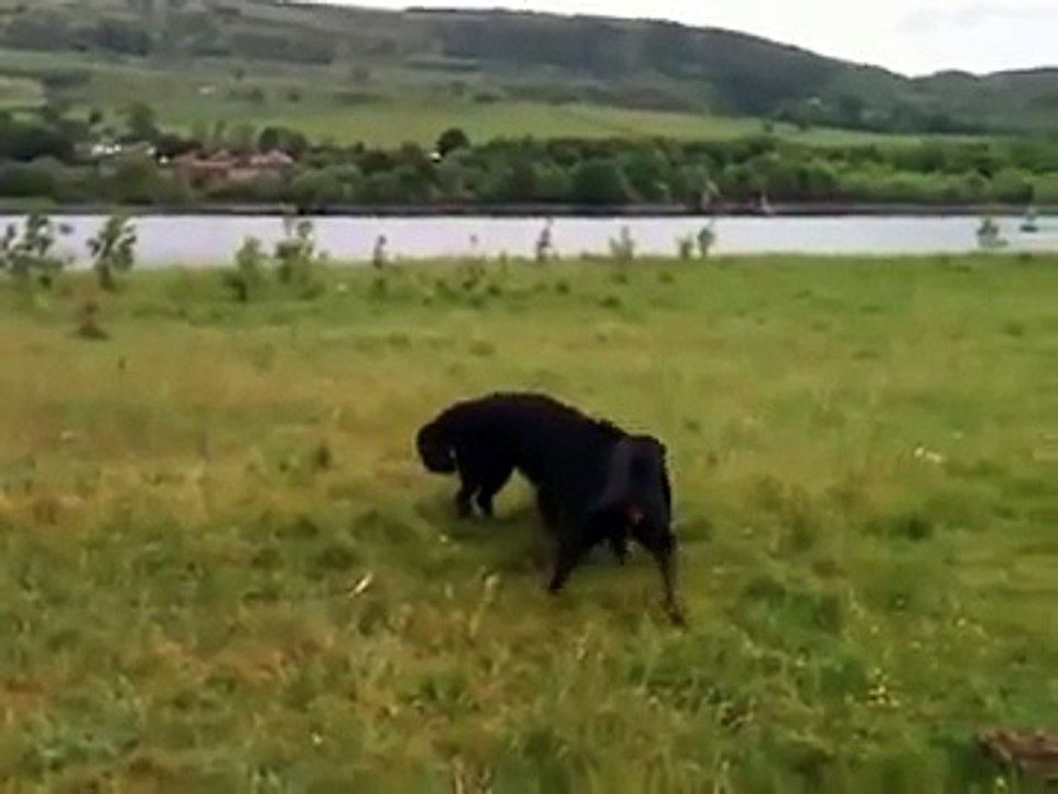 doberman la  kurt