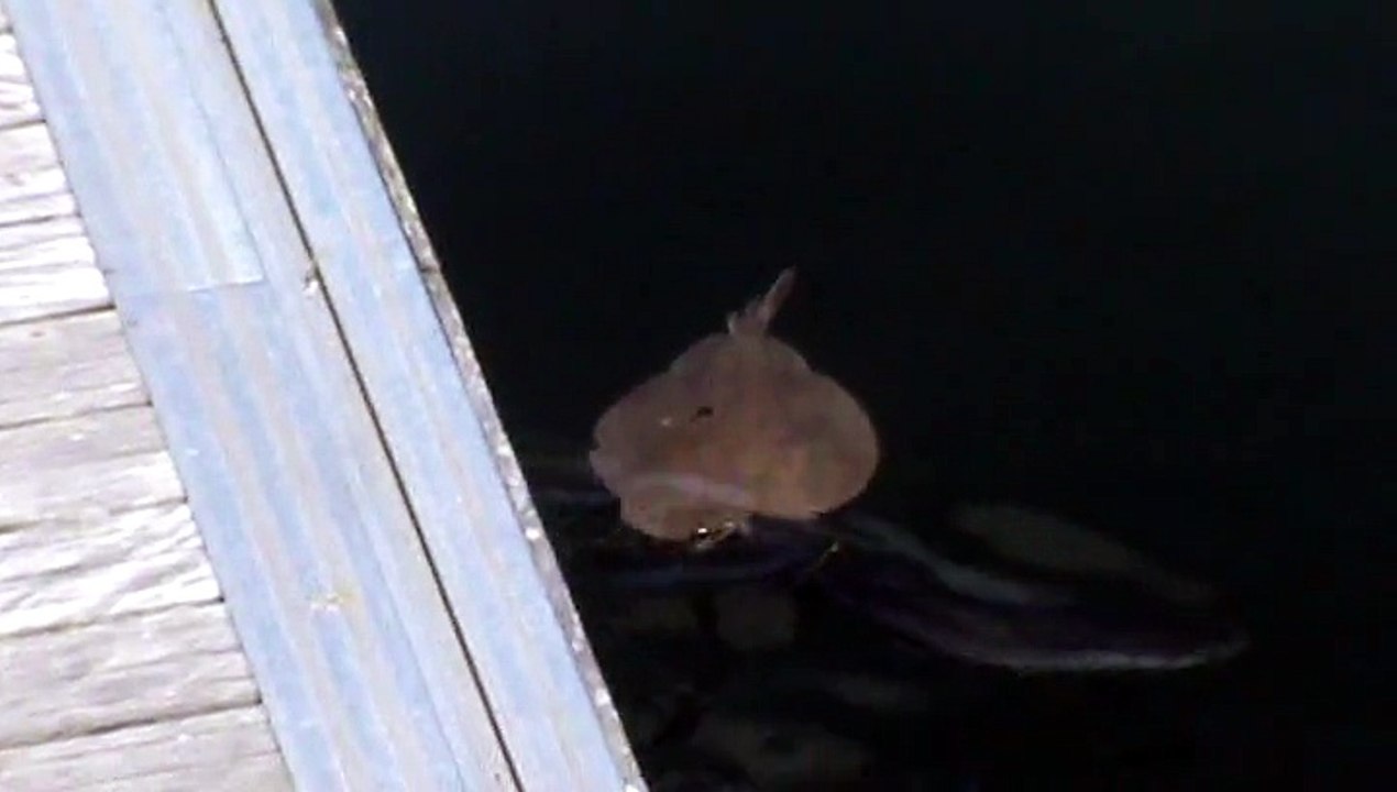 Une raie ronde attaquée par des mulets à Brest