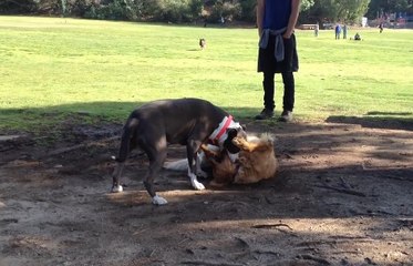 Golden Retriever vs Pitbull