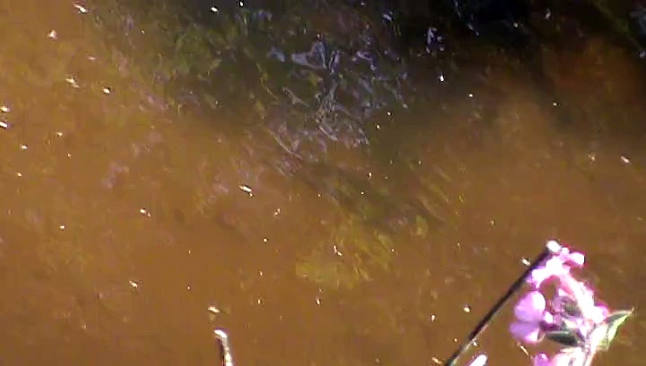 Truites ? à Plabennec dans le Finistère.