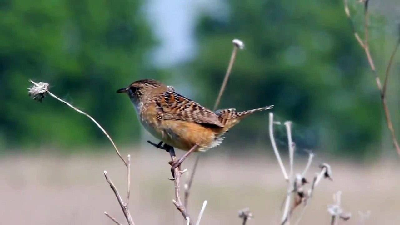 Sedge Wren song