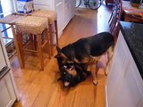 Rottweiler vs German Shepherd
