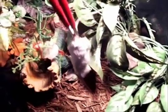 gaboon viper(bitis gabonica) and rhino viper(Bitis nasicornis)