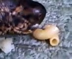 box turtle eating macoroni and cheese