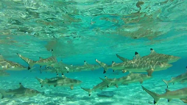 Au milieu des requins de Bora Bora