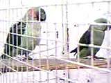 Alexandrine parrot male and female