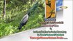 Peacocks,Malabar Pied Hornbill,Brahminy Kite & Indian Roller In Late Evening