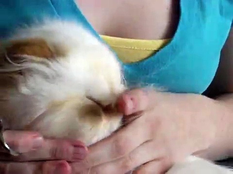 How to trim the face hair on a Persian cat