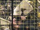 CZW Cage Of Death MV