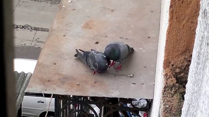 Pigeons Making Love Amazing with Hug