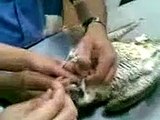 peregrine falcon lead removal   ازالة رصاصة من صقر شاهين