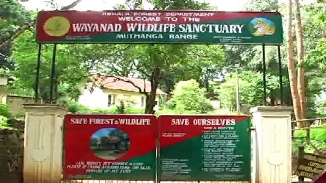 Elephants in Wayanad Wildlife Sanctuary