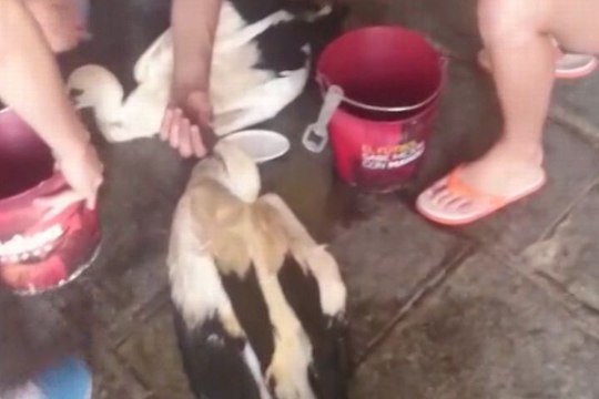 Rescatan a dos cigüeñas del incendio de Brunete