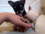 Cuccioli di Chihuahua Appena Nati !! ADORABILI !!