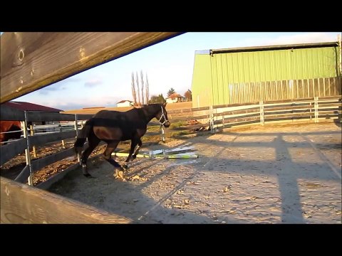 Mon poney qui fait le con au rond de longe