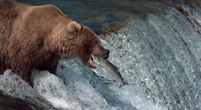 GRIZZLY - Extrait La pêche au saumon [Full HD] (Documentaire Disney)