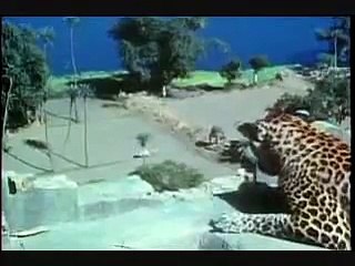 Female Leopard vs Giant hyena, hyena is owned and destroyed.