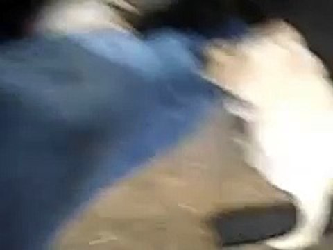 Adorable Labrador Puppies eating my shoes :)