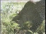 Leopards prey on gorillas and giraffes.