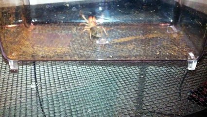 Feeding my tarantula a camel spider