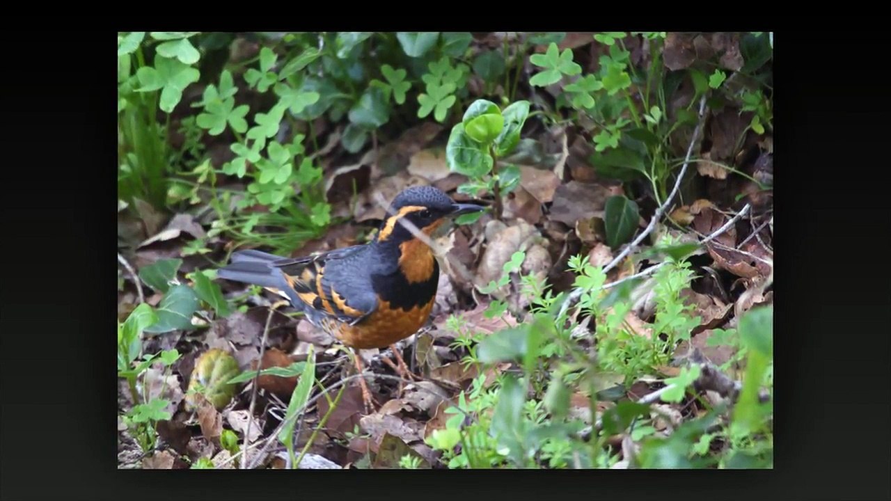 Morning of birds staring Varied Thrush and friends