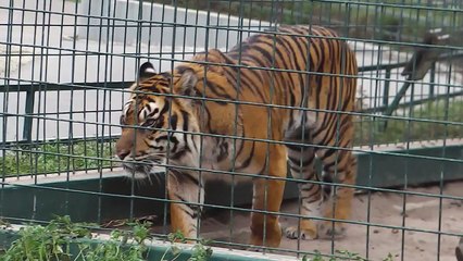 Braune Hyäne - Afrikanische Elefanten - Tiger - Schwarzer Panther - Tierpark Berlin Friedrichsfeld
