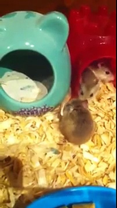 Baby robos first sand bath