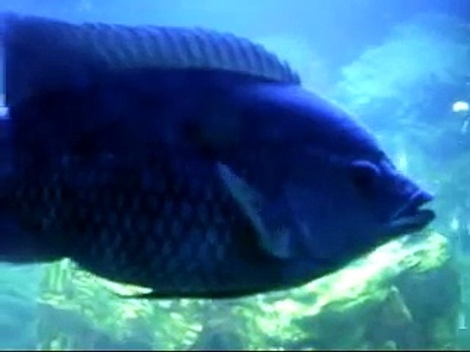 Happy Fish: buttikoferi & Green Terror.