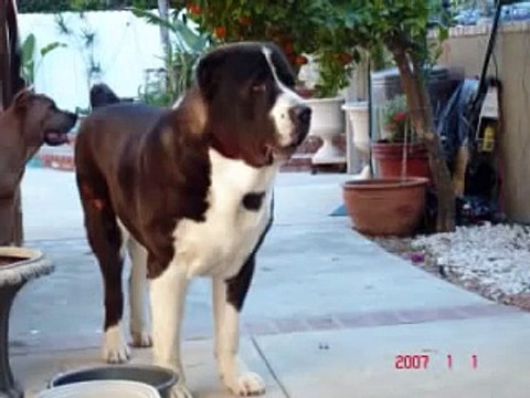 Cane Corso vs Central Asian Shepherd Alabai