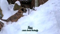 Border Terrier and German Wirehaired Pointer Snow Day