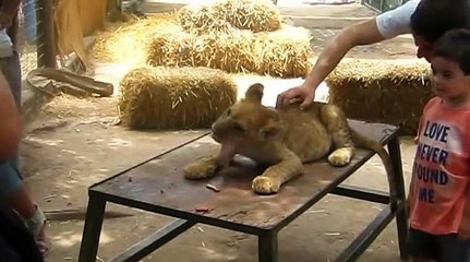 Bienvenido a la Argentina - Zoológico de Luján. Добро пожаловать в Аргентину - Зоопарк Лухан