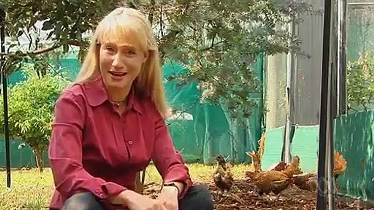 Cheating Chickens on ABC