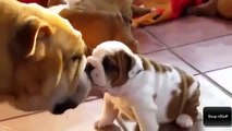 Cats and dogs meeting babies for the first time - Cute animal compilation